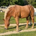 Obrázek WhatsApp, 2025-10-01 v 20.14.53_1cf37063