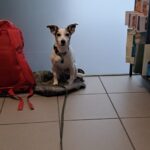 Obrázek WhatsApp, 2025-10-01 v 20.21.00_c803c5a3