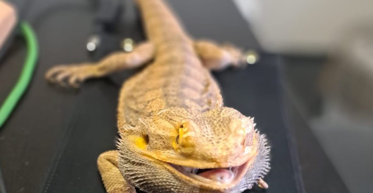 Od záchrany zvířat k frekvenčním zázrakům